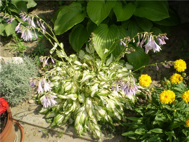 hosta
